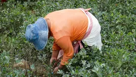 Erradicación manual de coca