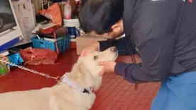 El estado de salud del perro es evaluado por profesionales veterinarios