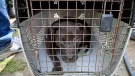 Este fue uno de los perros rescatados en la contienda clandestina realizada en una finca en La Calera (Cundinamarca)