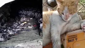 denuncian muerte de gatos en incendios en cali