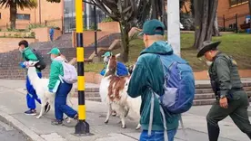 Equipo de la Alcaldía de Bogotá trasladando algunas llamas usadas para trabajar en el espacio público