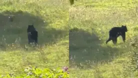 Avistamiento oso andino en La Calera
