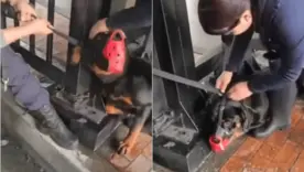 Maltrato animal en estación de Transmilenio