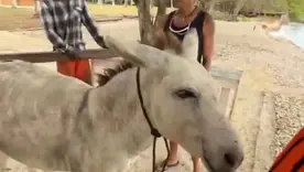 burro amarrado en cartagena