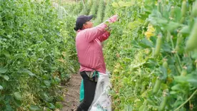 Protección para la Producción de Alimentos (APPA)