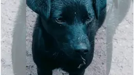denuncia de maltrato animal en boyacá 310526