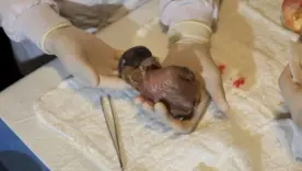 Cría recién nacida de cóndor