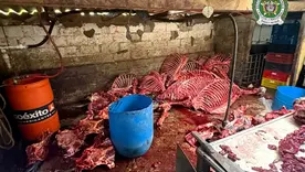 Incautan más de nueve toneladas de carne 