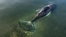 Timmy ballena