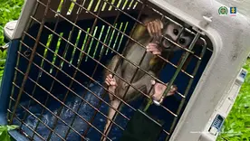 Monos, tucanes, zorros, pavas, chiquitos, loras, entre otras especies, fueron encontradas en su poder