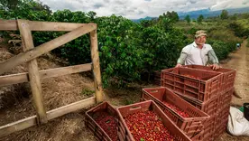 Alimentos campo