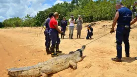 Caiman Meta