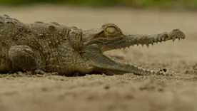 caiman llanero