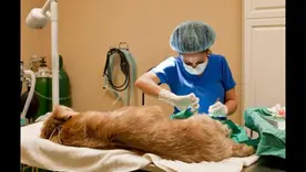 Esterilización