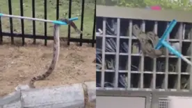 Hallan una boa en conjunto residencial de Barranquilla