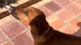 perrita golpeada hasta morir