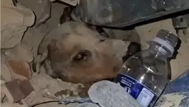 Rescate de mascota en terremoto de Venezuela