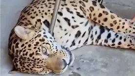 jaguar rescatado escapó