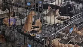 Gatos Vietnam