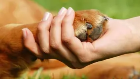 Protección animal