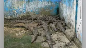 Caimanes investigación