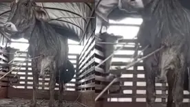 vaca atravesada con flechas