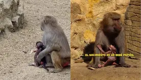 nace cría de papión sagrado en zoológico de Cali