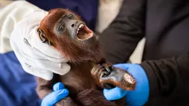 Rescatan a un mono aullador que era mantenido como mascota