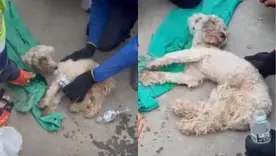 Bailey perrito rescatado Venezuela