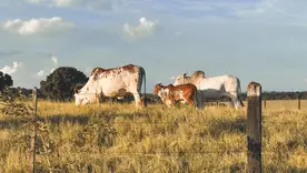 Ganadería vacas