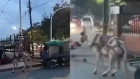 Indignación en Cauca por caso de crueldad animal contra un caballo desnutrido que halaba una pesada carreta
