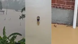 900 serpientes escaparon tras inundaciones en China