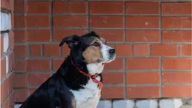 Corte Constitucional confirma que conjuntos residenciales no pueden prohibir el tránsito de mascotas en zonas comunes