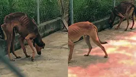 Peeros desnutridos