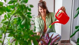 Plantas ornamentales