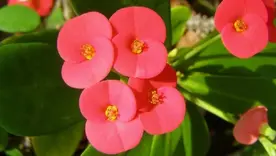 Plantas ornamentales