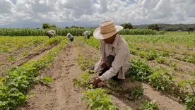 Campesinos agricultura