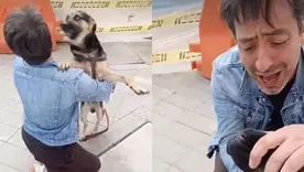 Perro guaro