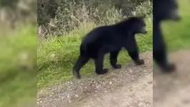 Oso Chingaza