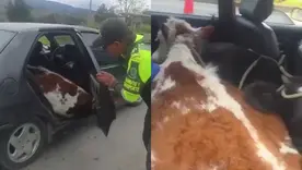 Terneros automovil