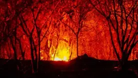 apoyos para agricultores afectados por incendios forestales en Tolima