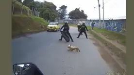 Rescatan perrita que corría en la Séptima