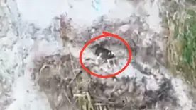 Perro cayó a un abismo en Cajamarca, Tolima, y lleva varios días esperando ser rescatado
