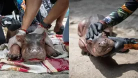 Rescatan en Puerto Nare a una cría de hipopótamo