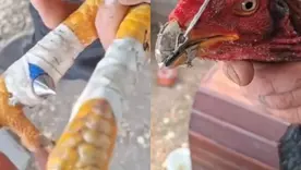 Rescatan 111 gallos “armados” con púas y picos metálicos para peleas clandestinas