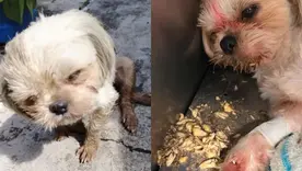 Perrita murió tras ser golpeada y abusada en San Roque Antioquia