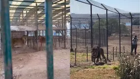 De pequeñas jaulas a santuarios: así fue el rescate de 30 leones y tigres tras décadas de maltrato