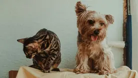Mascotas perro y gato