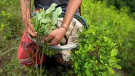 The Economist alerta: Colombia produce cerca del 70 % de la cocaína del mundo