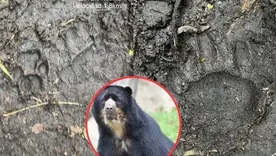 Video de oso andino comiendo ganado